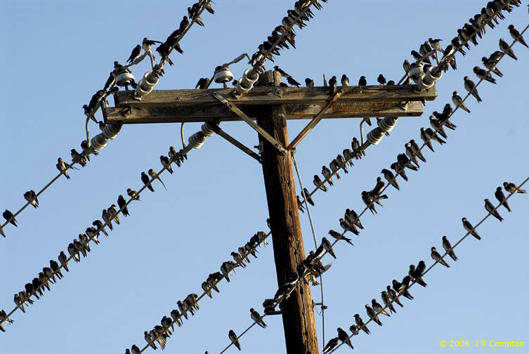 Pole-Swallows